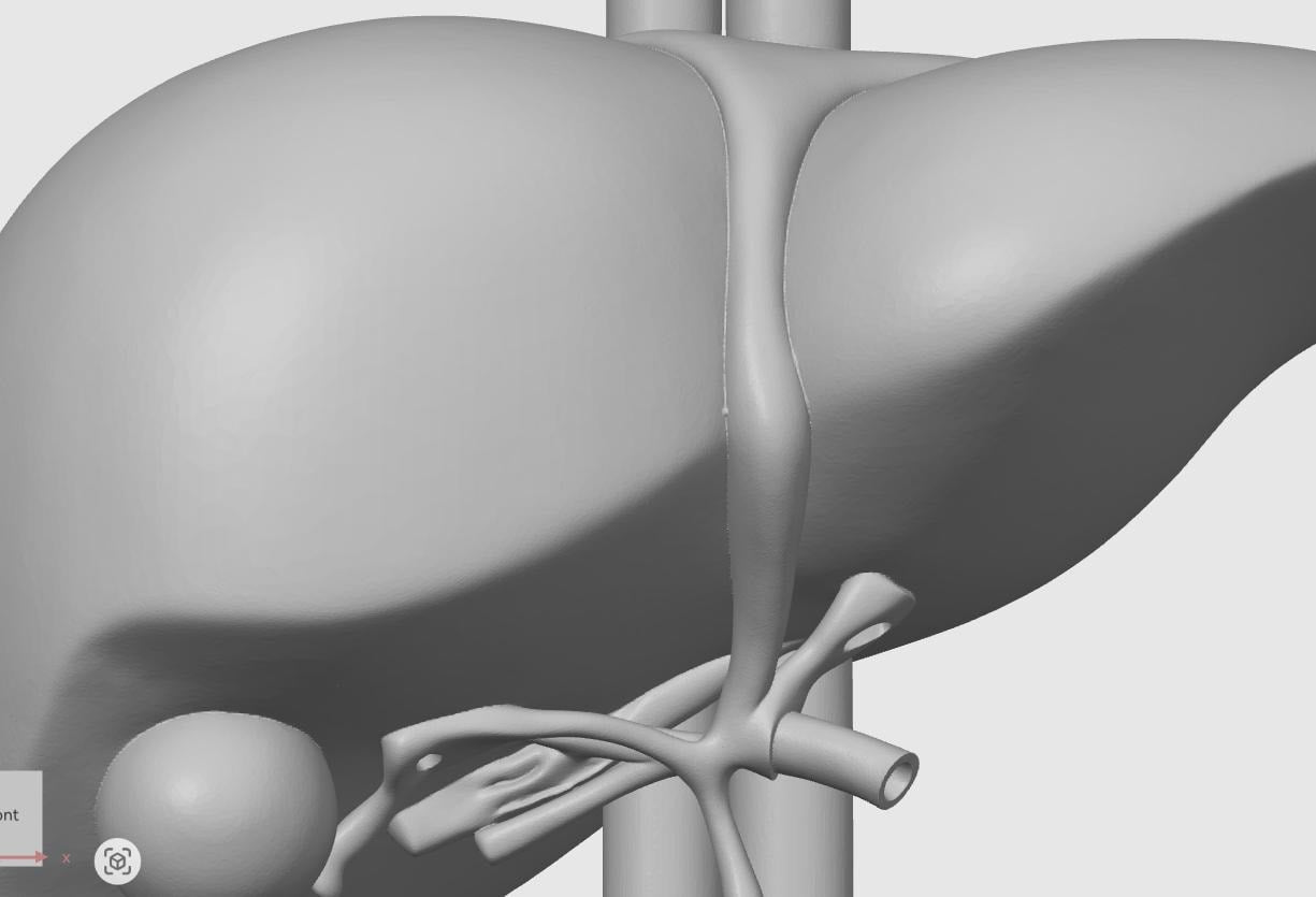 Human Liver Anatomical Model | Medical Education Replica | Internal Organ Study Aid | Biology Classroom Decor