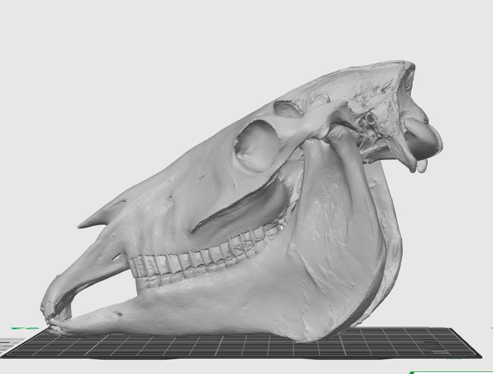 Anatomical Horse Skull Replica | 170mm Equine Osteology Model, Cruelty-Free Decor