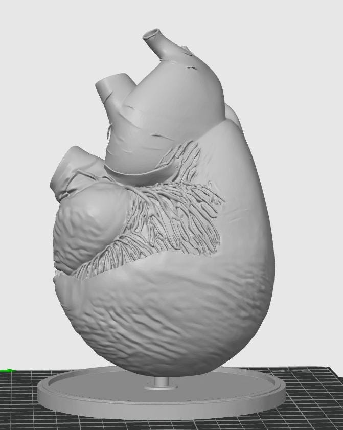 Blue Whale Heart Miniature | Marine Biology Anatomy Model | Cetacean Science Decor | Educational Animal Heart