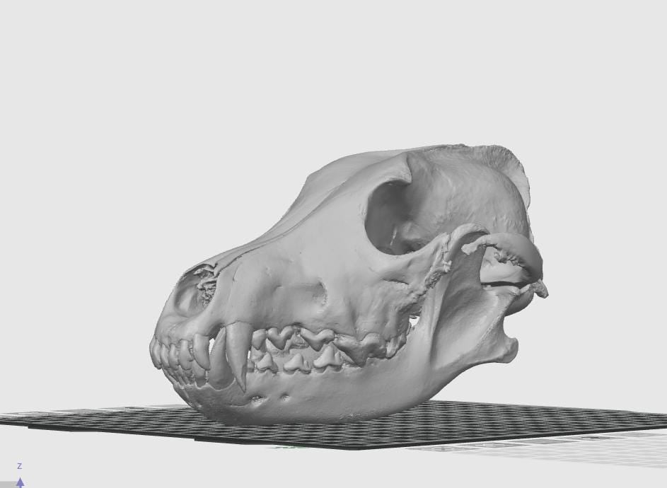 Anatomical Wolf Skull Replica | 170mm Predator Osteology Model, Gothic Nature Display