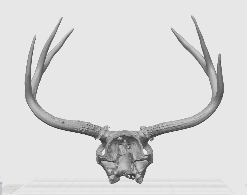 Anatomical Deer Skull Replica | 170mm Desktop Osteology Specimen