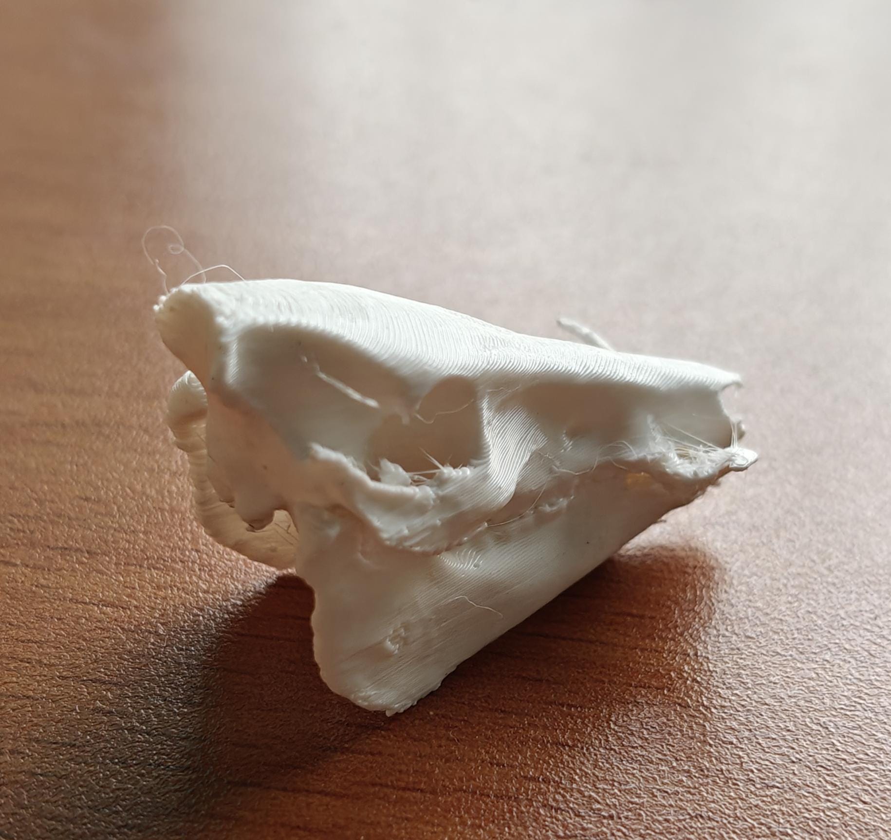 Anatomical Wild Boar Skull Replica | Cruelty-Free Sus scrofa Osteology Display