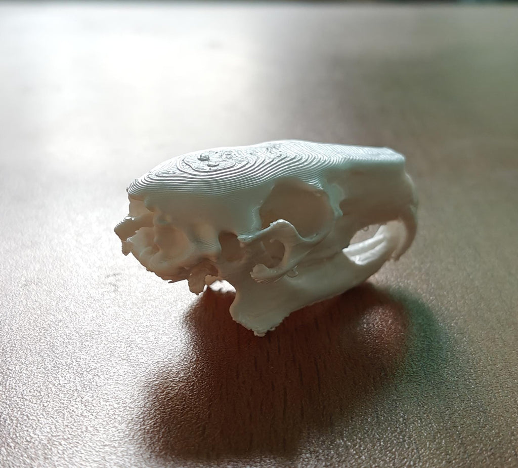 Anatomical Capybara Skull Replica | Rodent Osteology Model | Hydrochoerus Hydrochaeris Display