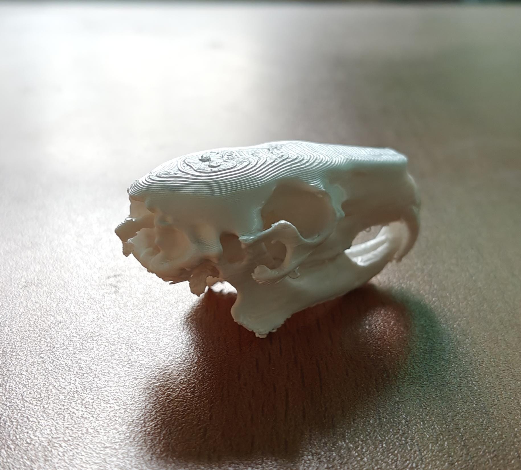 Anatomical Capybara Skull Replica | Rodent Osteology Model | Hydrochoerus Hydrochaeris Display
