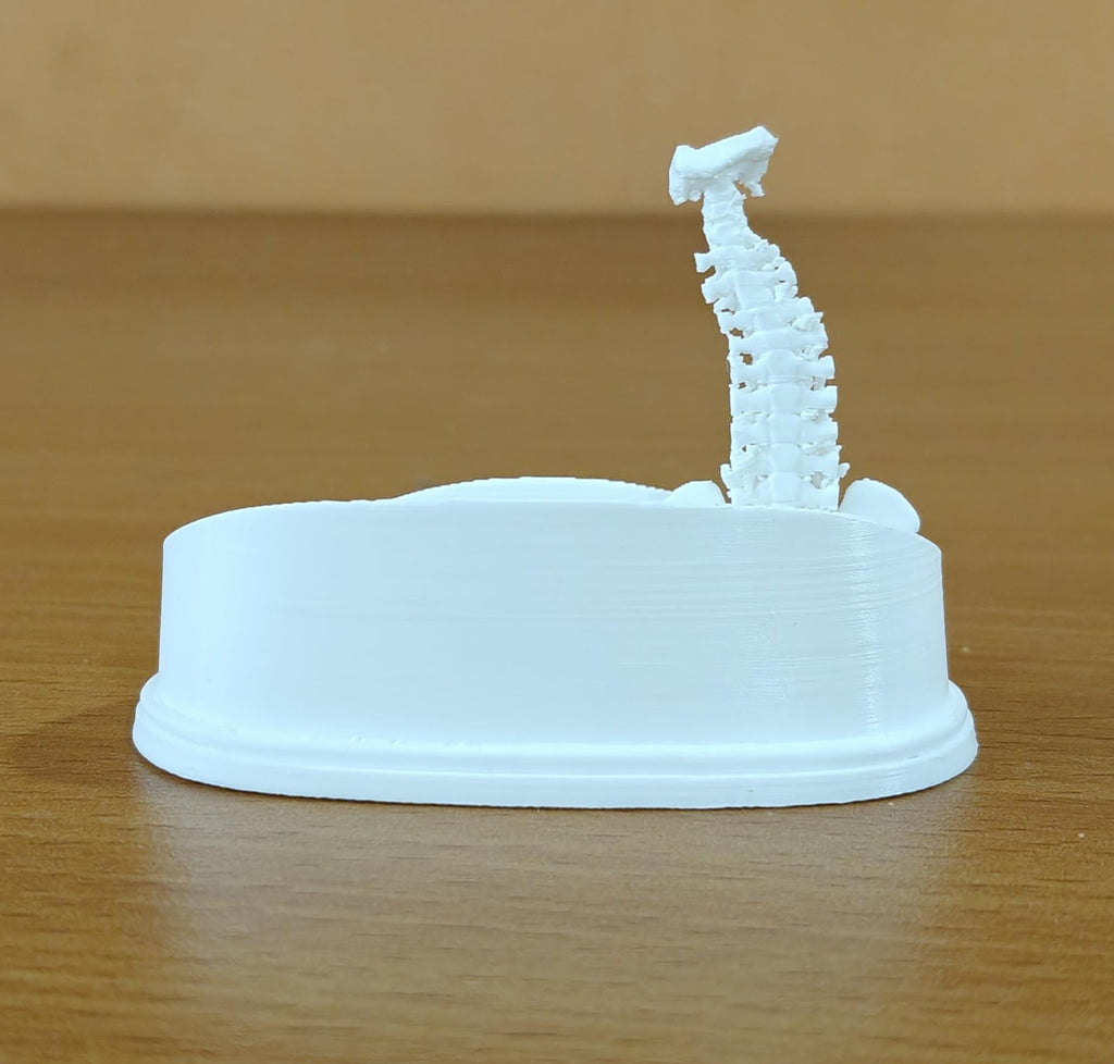 Spinal Column Business Card Holder | Chiropractor Office Decor | Spine Anatomy Desk Accessory | Orthopedic Gift