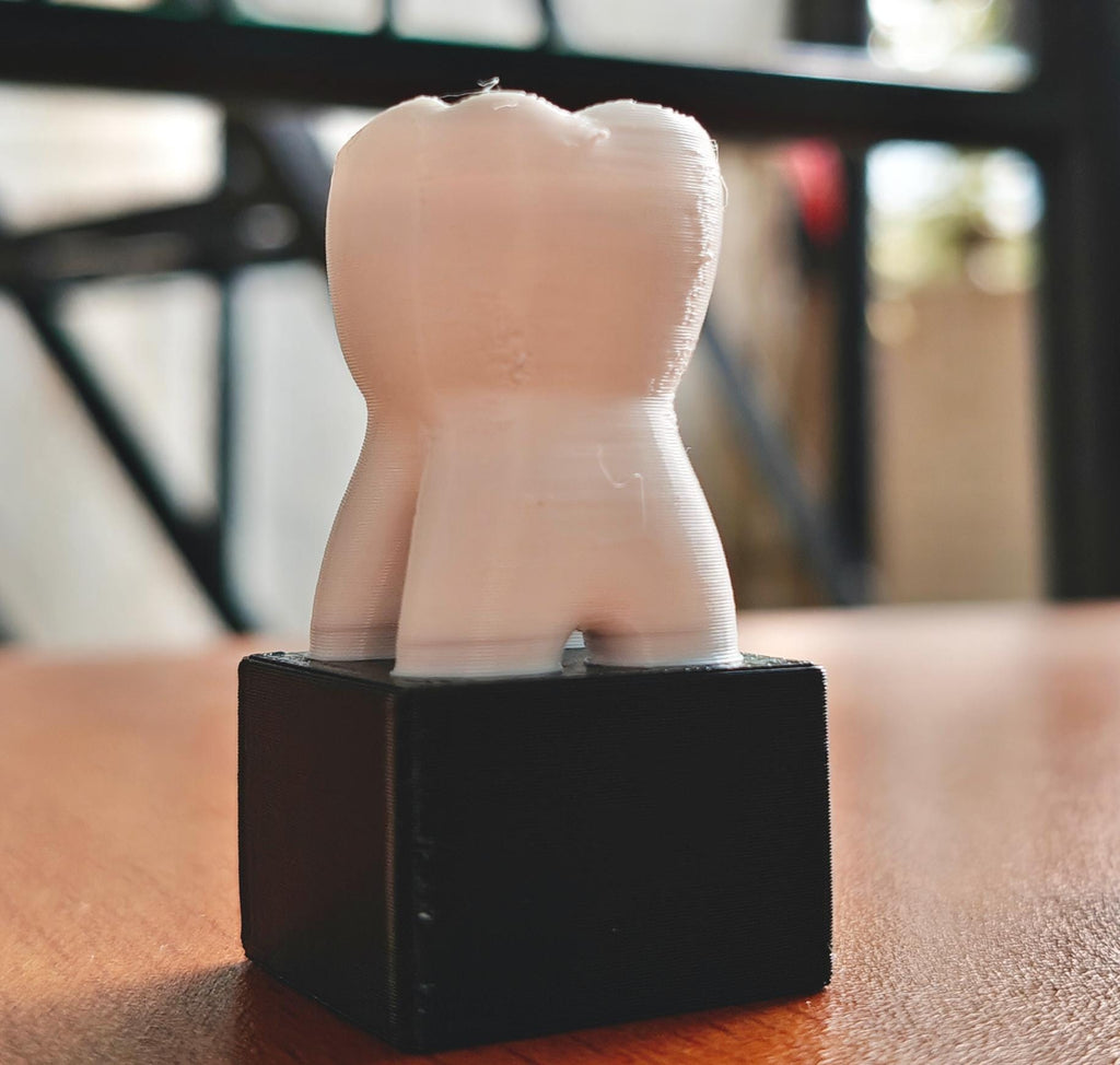 Dental Anatomy Model | Molar, Canine, Incisor, Premolar Study Aid (PLA+)