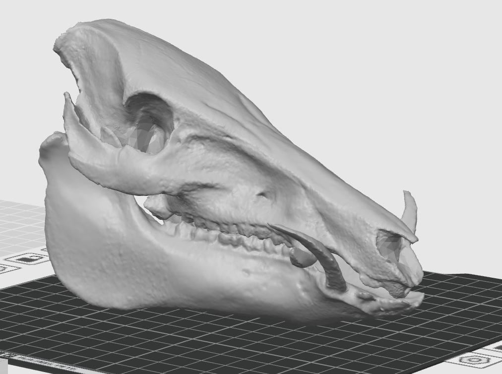 Anatomical Wild Boar Skull Replica | Cruelty-Free Sus scrofa Osteology Display