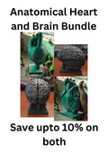 Anatomical Heart and Brain Models | Medical Education Bundle (PLA+)