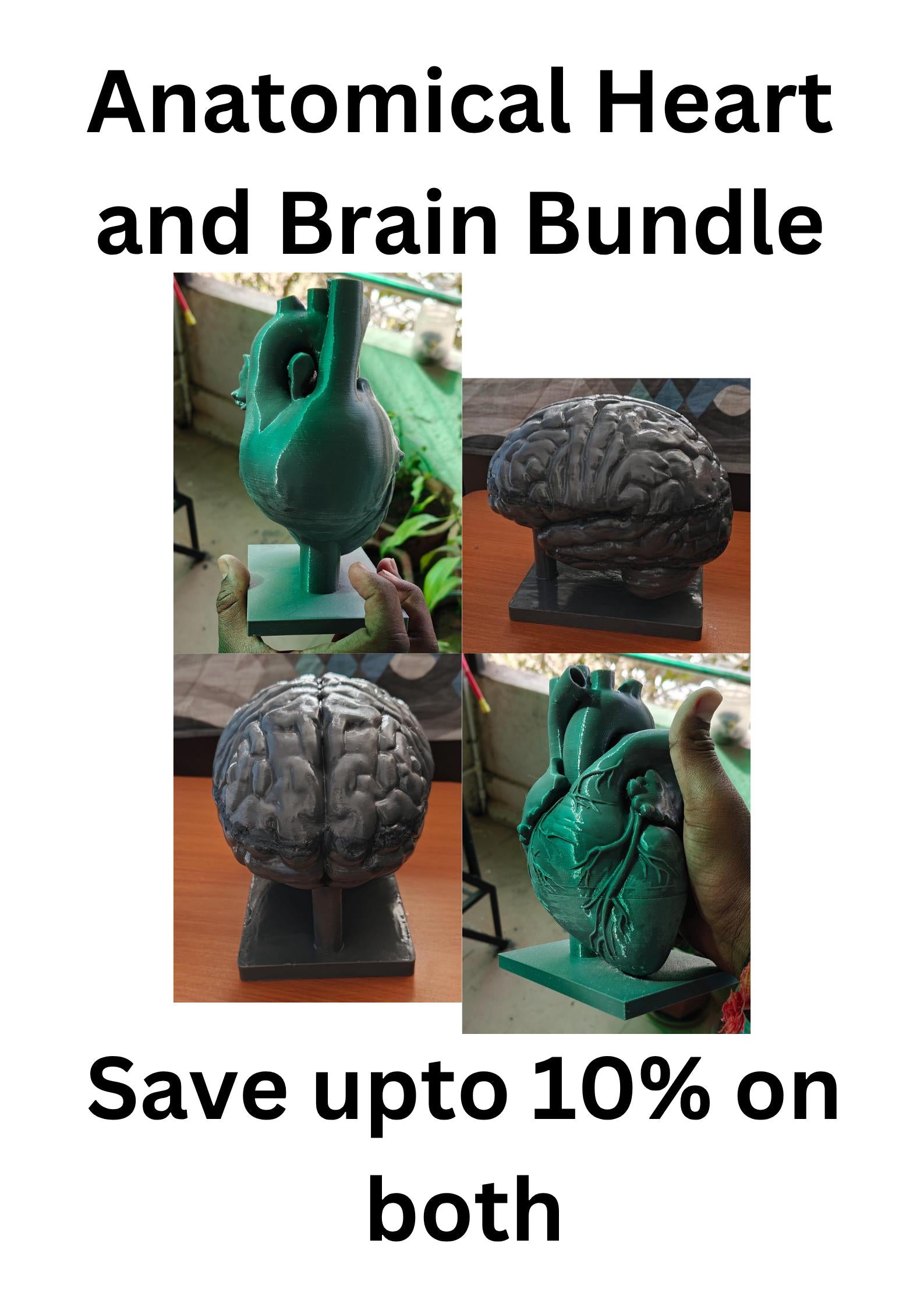 Anatomical Heart and Brain Models | Medical Education Bundle (PLA+)