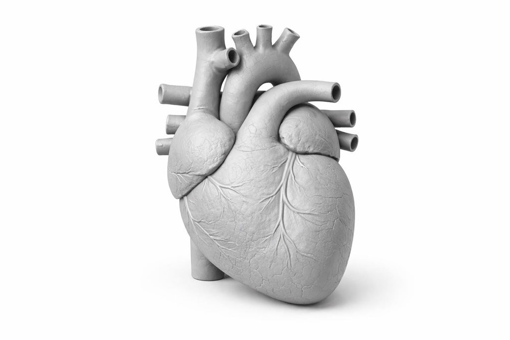 Canine Heart Anatomy Model | Veterinary Cardiology Study Aid, 3D Printed Replica