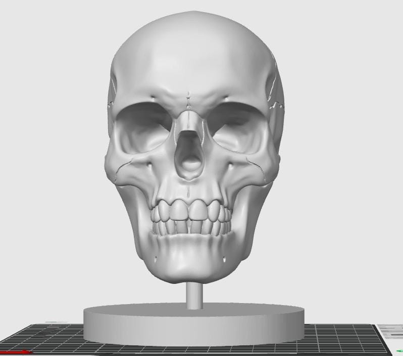 Human Skull Model | Anatomical Medical Study Replica | Life Size Skull Sculpture | Science Classroom Decor