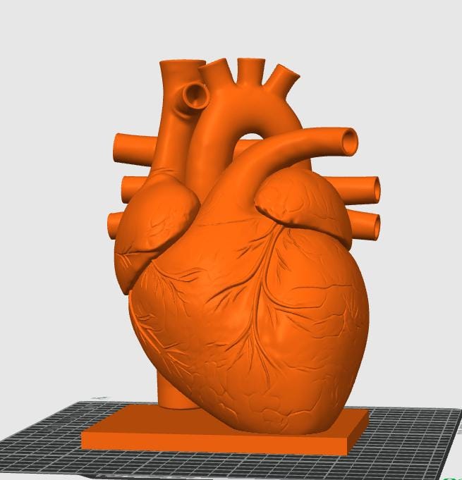 Canine Heart Anatomy Model | Veterinary Cardiology Study Aid, 3D Printed Replica