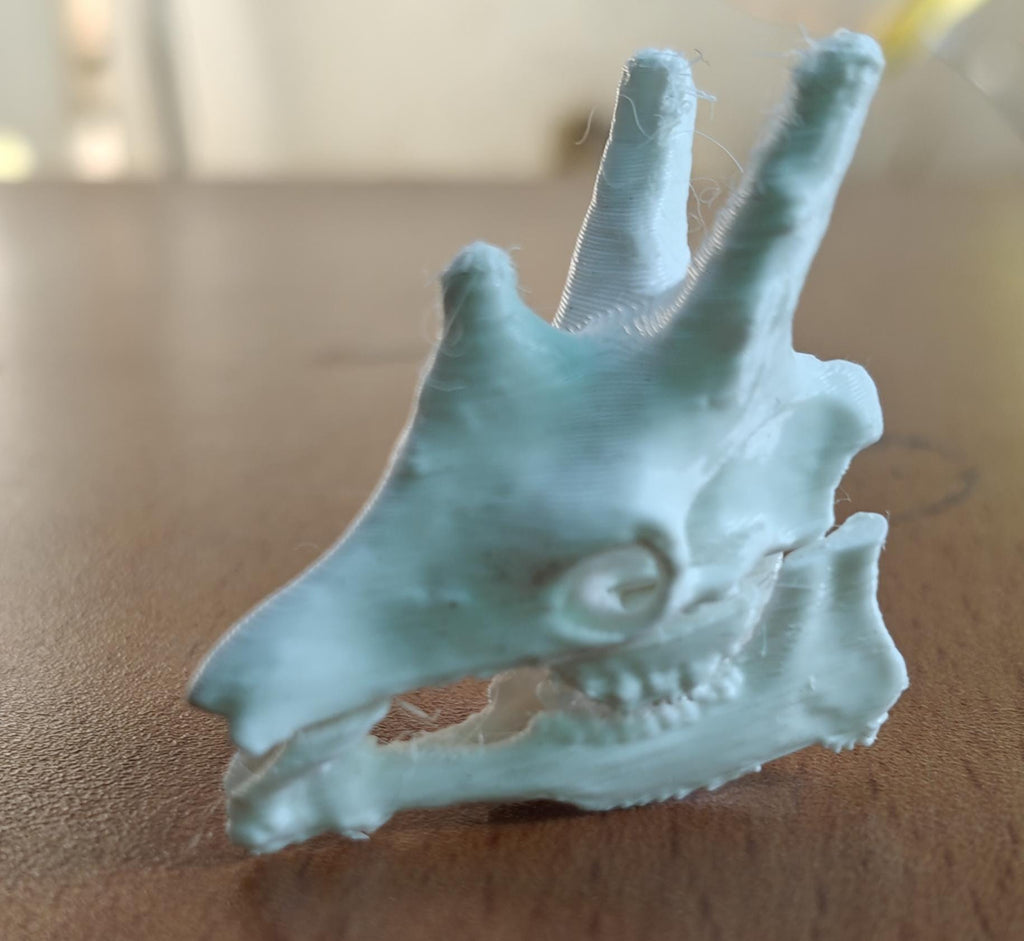 Anatomical Giraffe Skull Replica | 170mm Desk Scale Osteology Decor