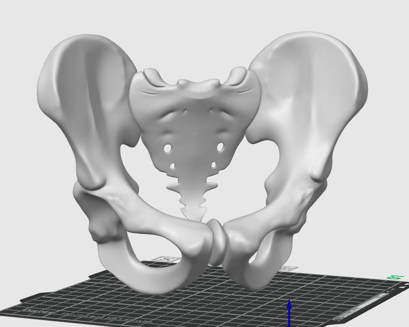 Female Pelvis Bone Model | Midwifery, PT, Medical Study Aid Replica