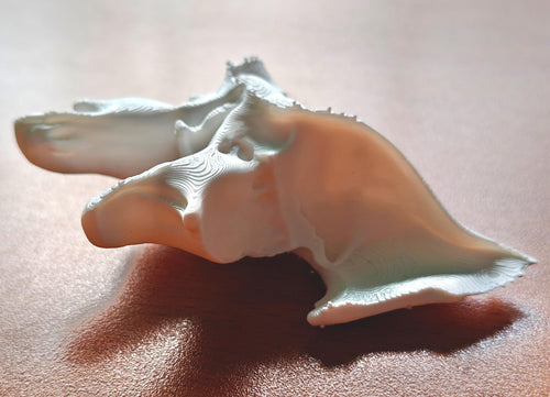 1:1 Scale Sphenoid Bone Model | Human Skull Anatomy Specimen, Medical Education Cranial Bone Study