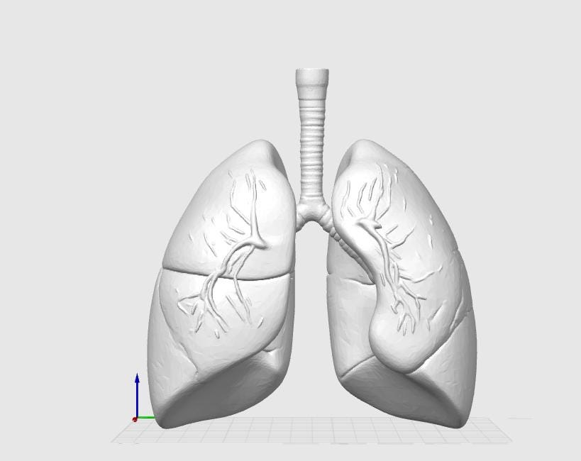 Anatomical Human Lungs Model | Respiratory System Education Kit | Pulmonologist & Doctor Gift | Desktop Anatomy Display