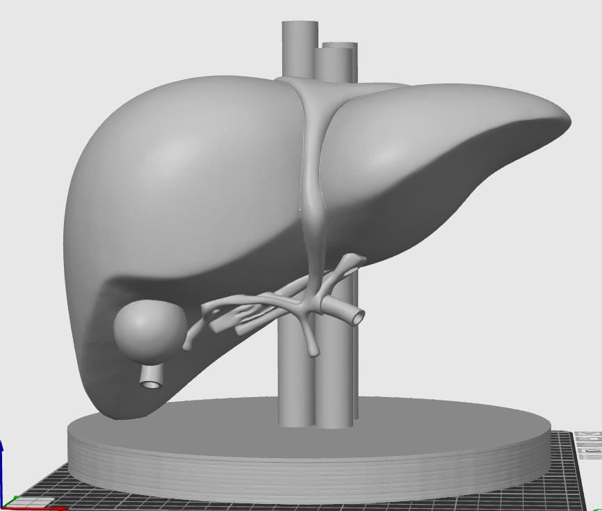 Human Liver Anatomical Model | Medical Education Replica | Internal Organ Study Aid | Biology Classroom Decor