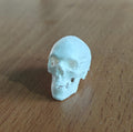 20-Part Disarticulated Human Skull Model | Medical Anatomy Study Set