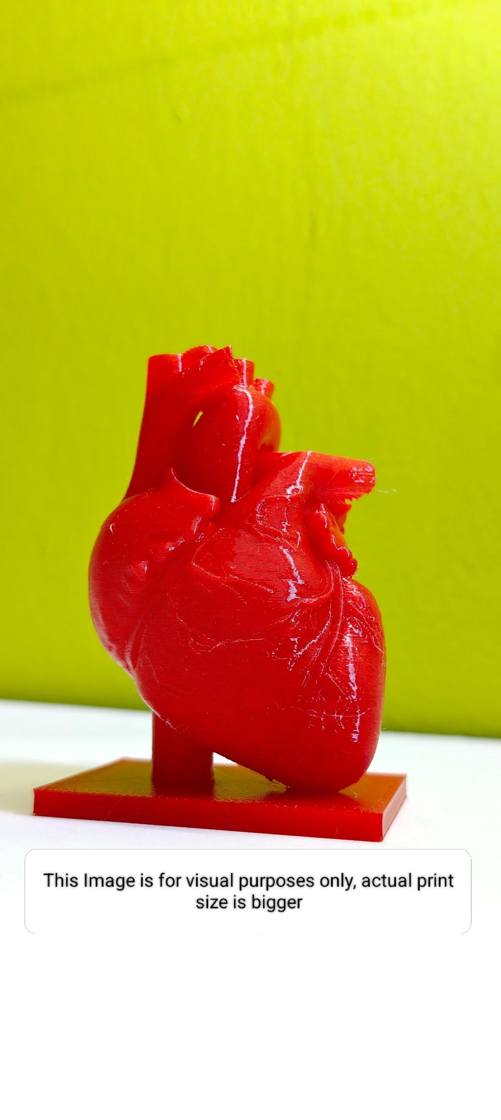 Anatomical Heart Sculpture | Realistic Medical Model Desk Decor