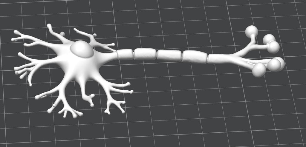 Anatomical Human Neuron Model | Multipolar Nerve Cell Sculpture, Neuroscience Display