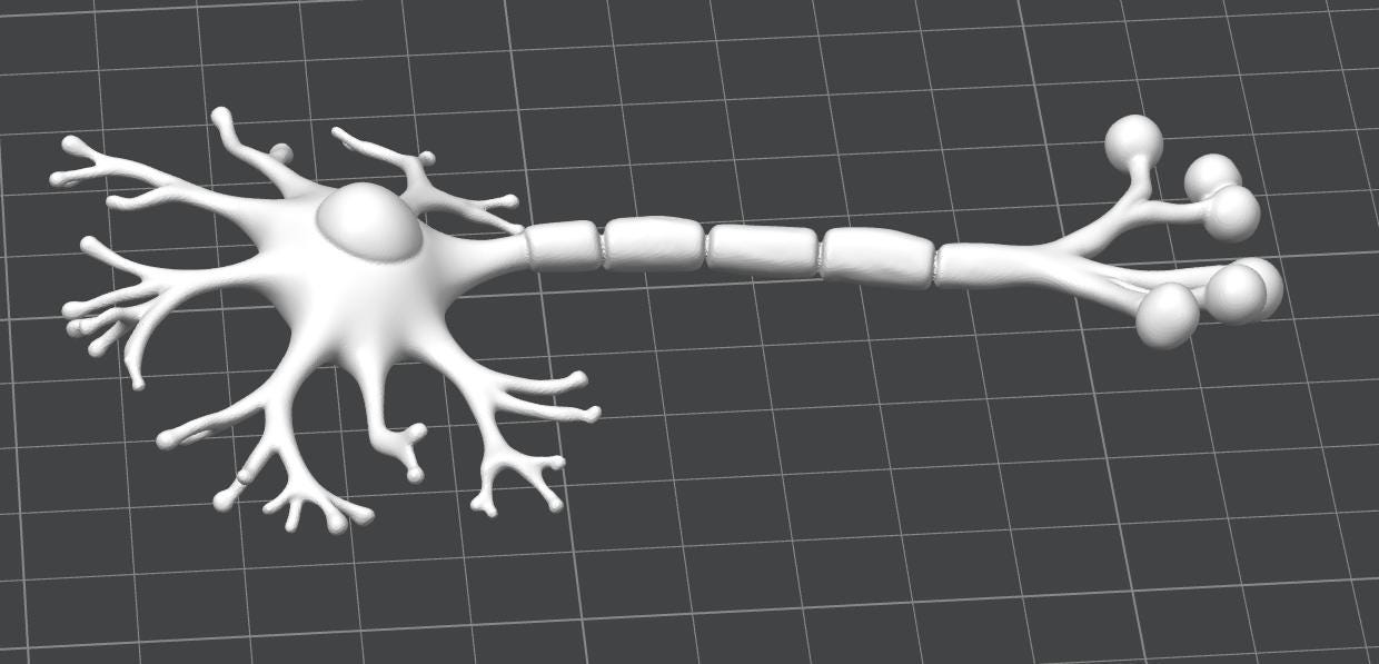 Anatomical Human Neuron Model | Multipolar Nerve Cell Sculpture, Neuroscience Display