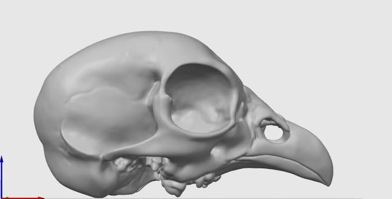 Avian Skull Anatomy Model | Chicken Head Skeleton Replica | Veterinary Study Aid | Bird Biology Specimen