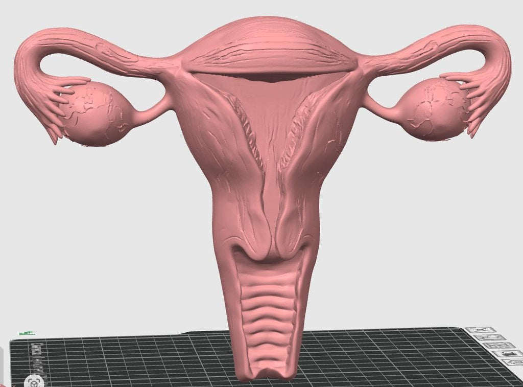 Female Reproductive System Model | Detailed Anatomy Sculpture | Women’s Health Education | Medical Student Gift
