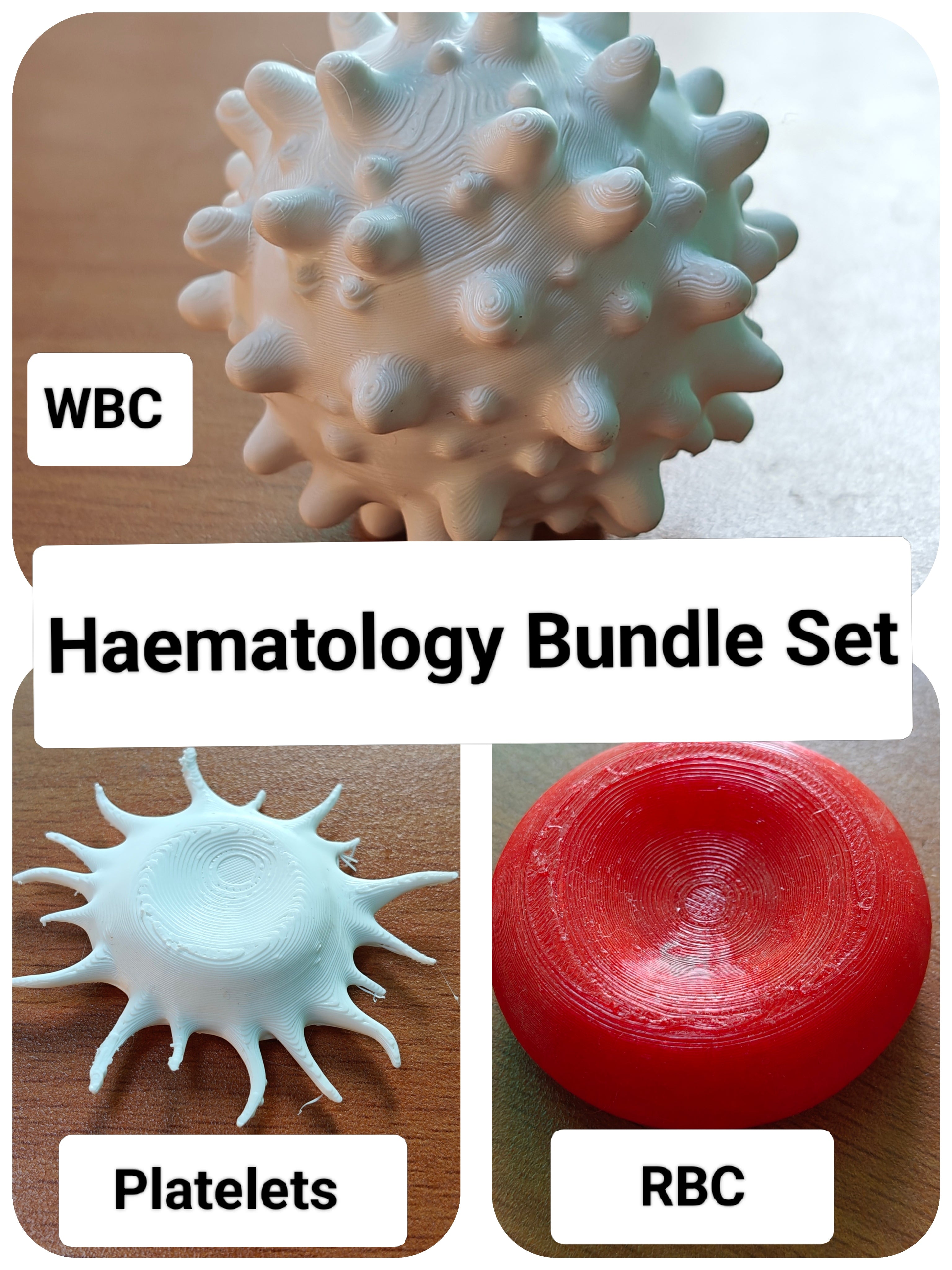 Hematology Specimen Models | RBC, WBC, Platelet Anatomy Set 175mm size | PETG Medical Education Tool