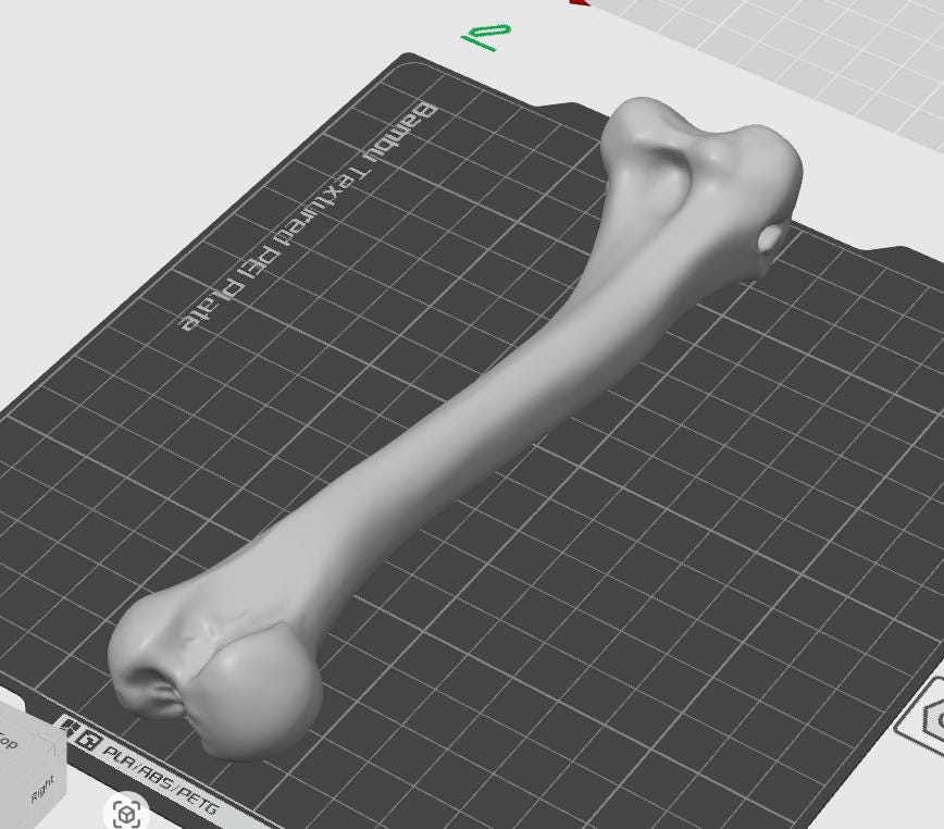 Anatomical Chicken Tibia Bone Model | Life-Size Avian Skeletal Replica, Zoology Study Aid