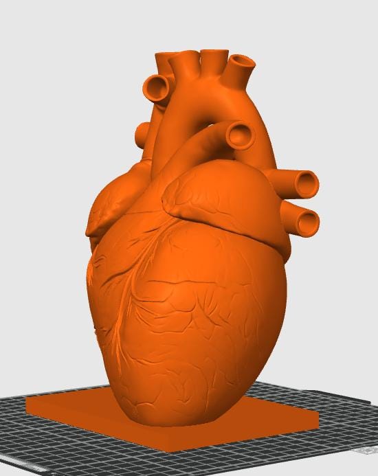 Canine Heart Anatomy Model | Veterinary Cardiology Study Aid, 3D Printed Replica