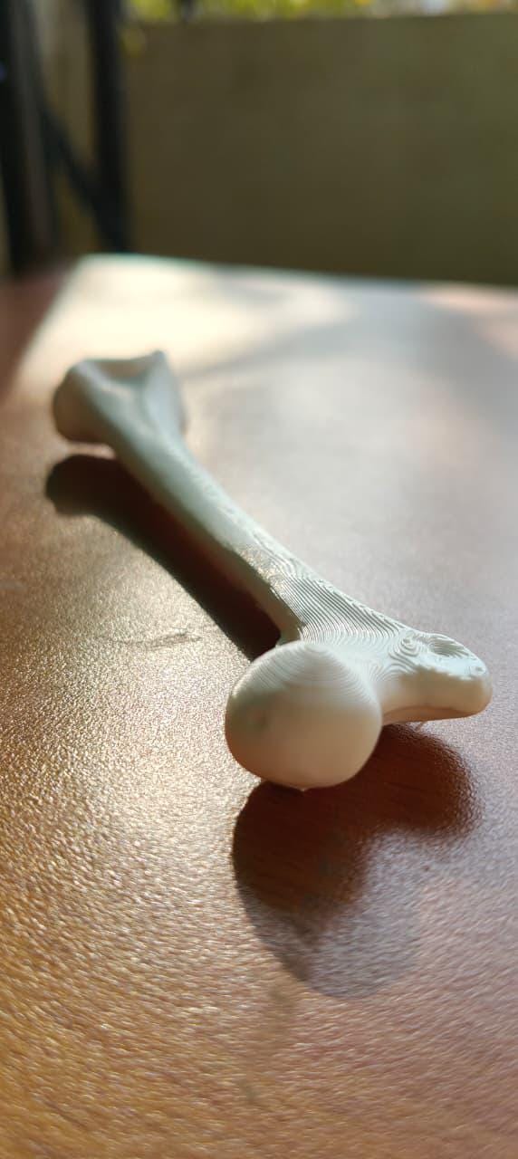Human Femur Bone Replica | Anatomical Study Model, Medical Display