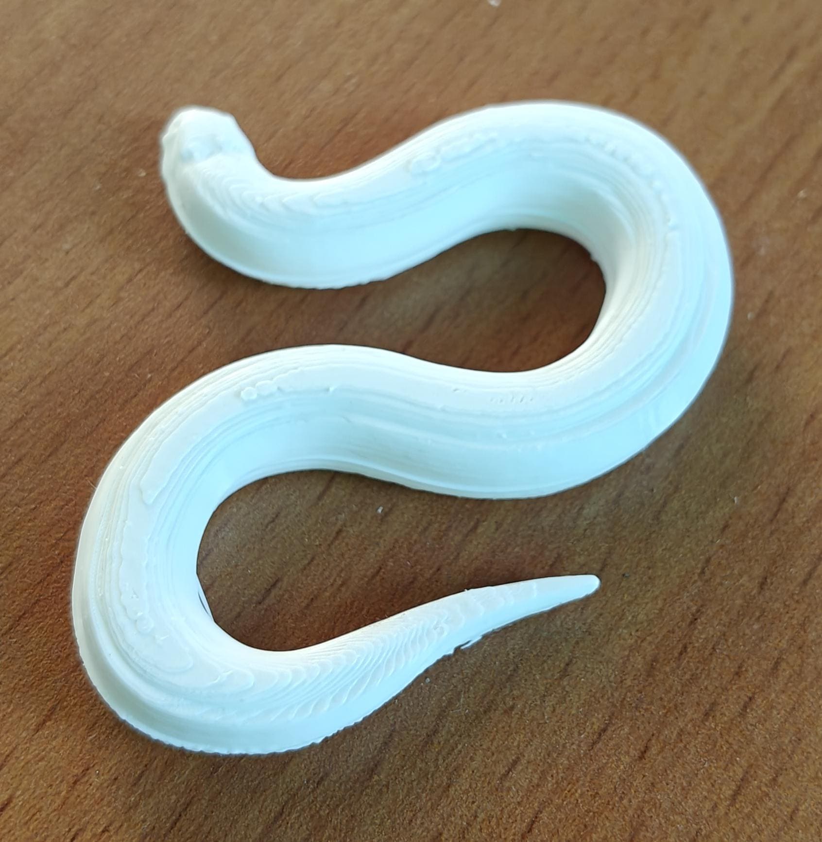 C. elegans Model | Professional Nematode Research Sculpture | Printed Biological Model | Gift for Geneticists & Neuroscientists