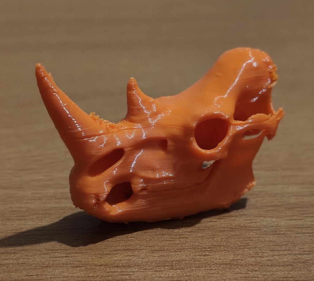 Anatomical Rhinoceros Skull Replica | Fossil Display | Perissodactyl Megafauna Anatomy Model | Professional Paleontology & Zoology Decor