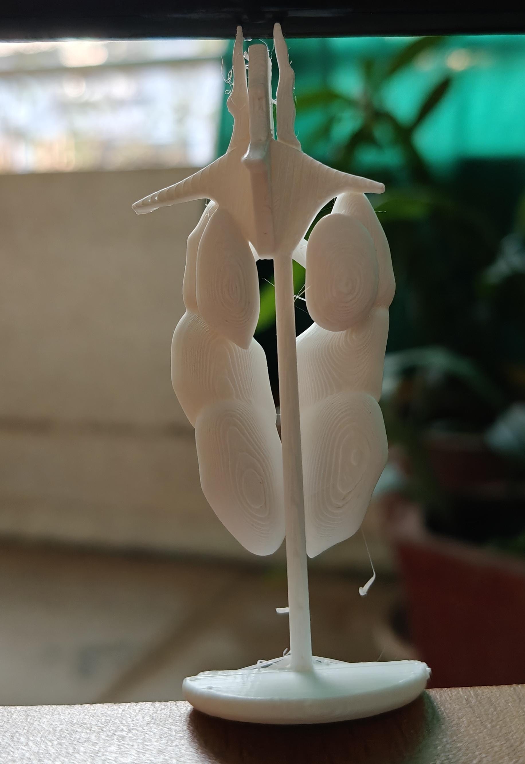 Avian Lung & Air Sac Model | Bird Respiratory System | Veterinary Teaching Tool | Ornithology Science Model