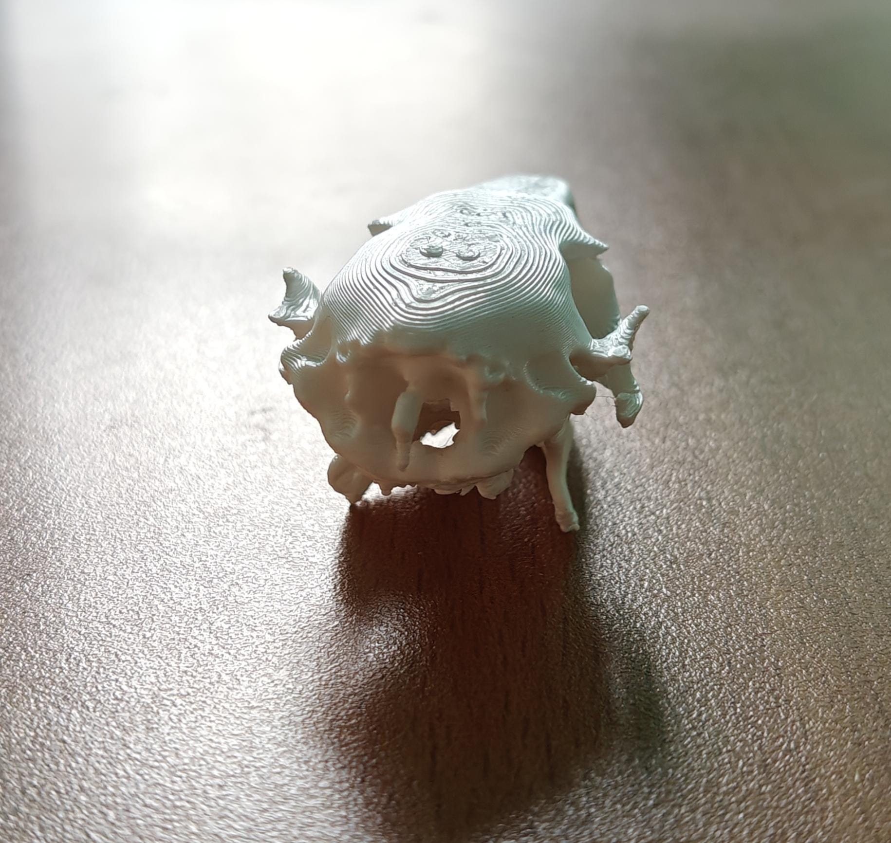 Anatomical Capybara Skull Replica | Rodent Osteology Model | Hydrochoerus Hydrochaeris Display