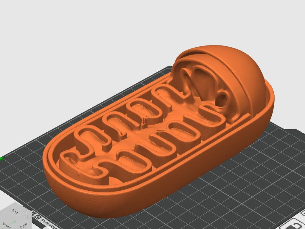Anatomical Mitochondrion Model | Biology Education Sculpture, Medical Study Art