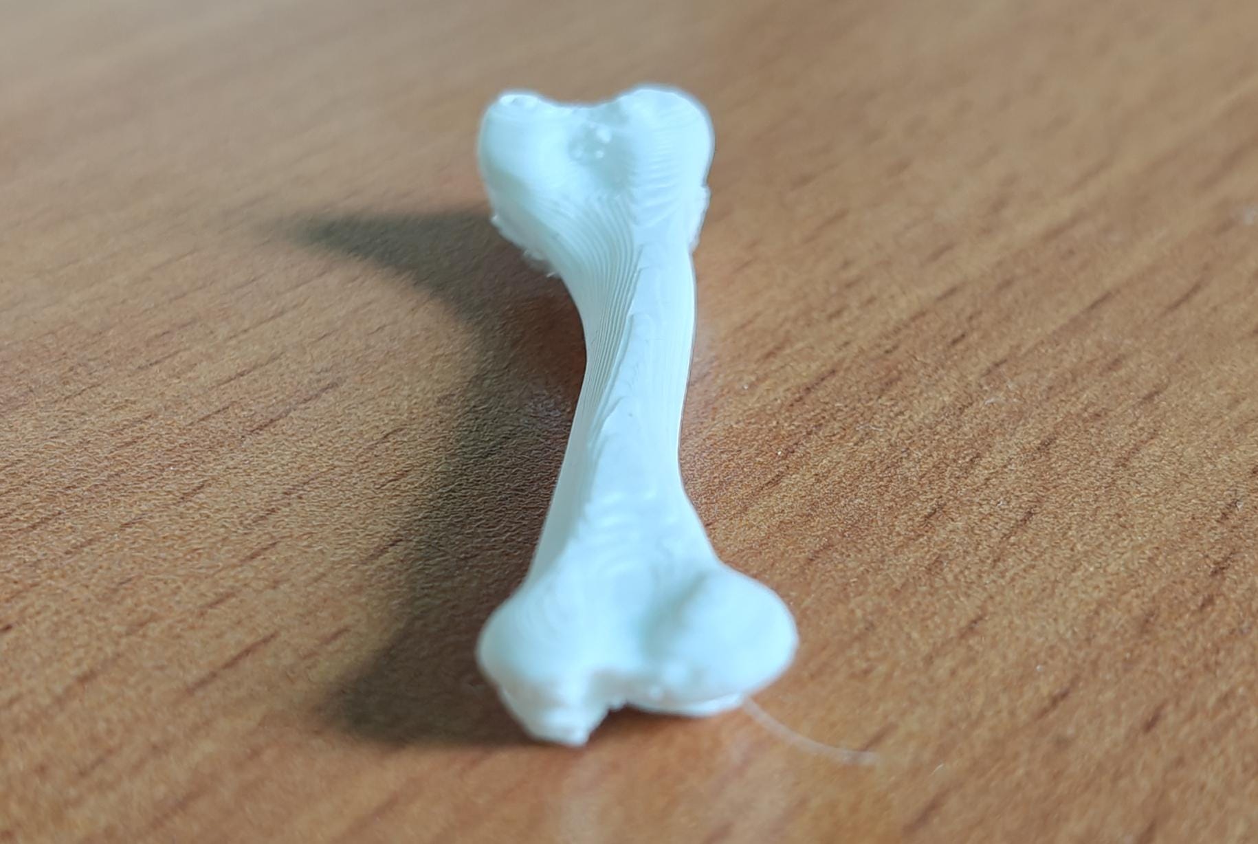 Anatomical Chicken Tibia Bone Model | Life-Size Avian Skeletal Replica, Zoology Study Aid