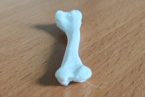 Anatomical Chicken Tibia Bone Model | Life-Size Avian Skeletal Replica, Zoology Study Aid
