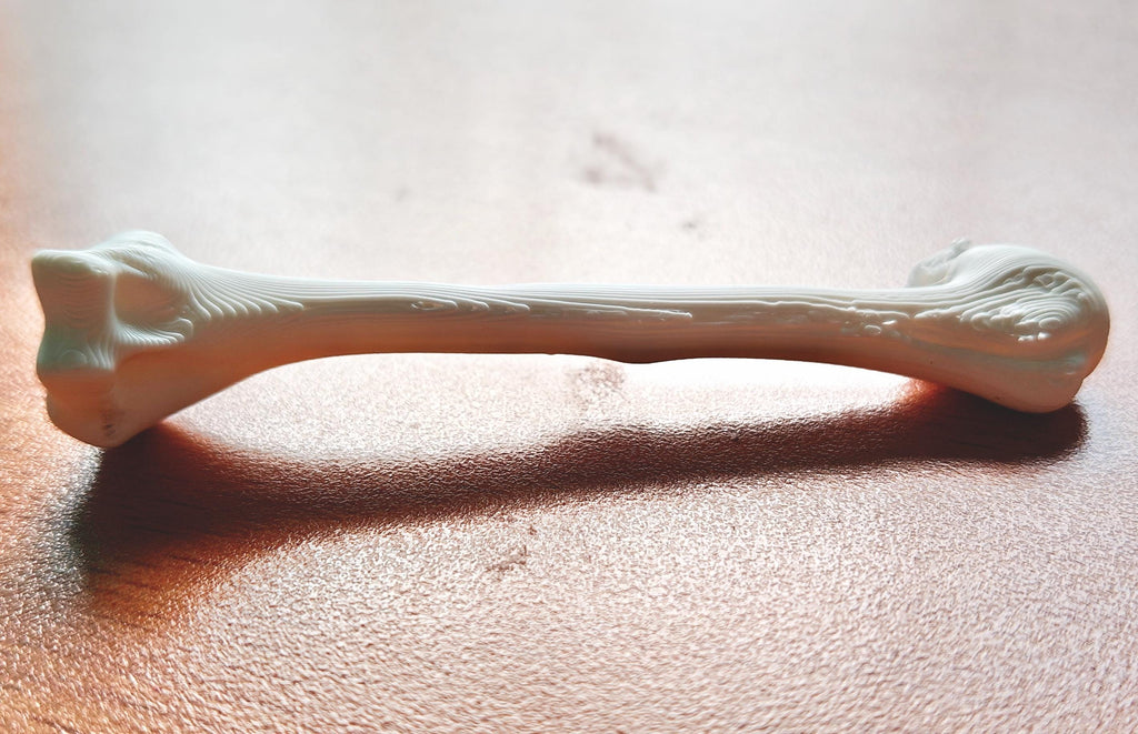 Anatomical Humerus Bone Model | Medical Study Aid, PLA+ Skeletal Anatomy (Large)