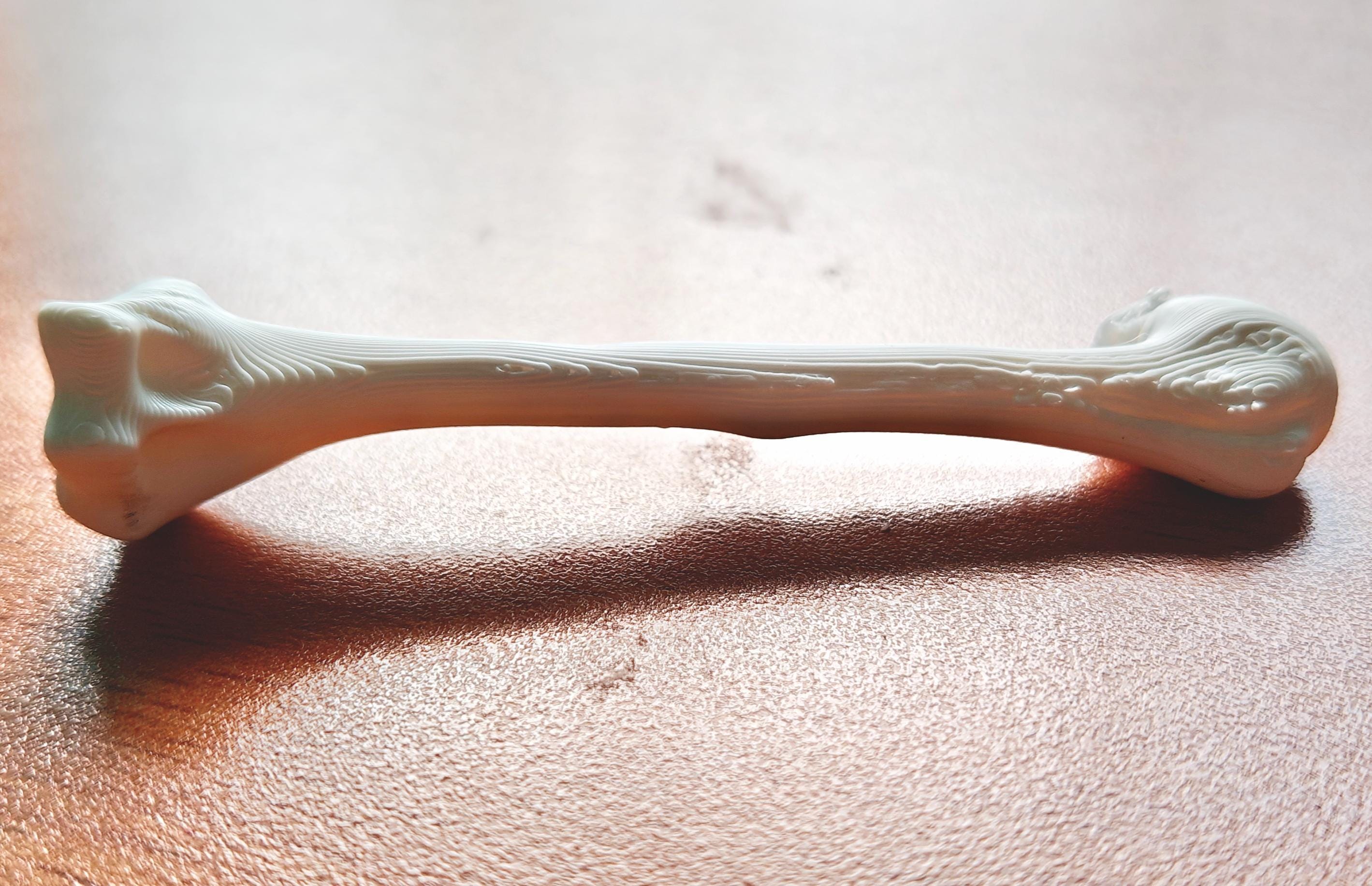 Anatomical Humerus Bone Model | Medical Study Aid, PLA+ Skeletal Anatomy (Large)