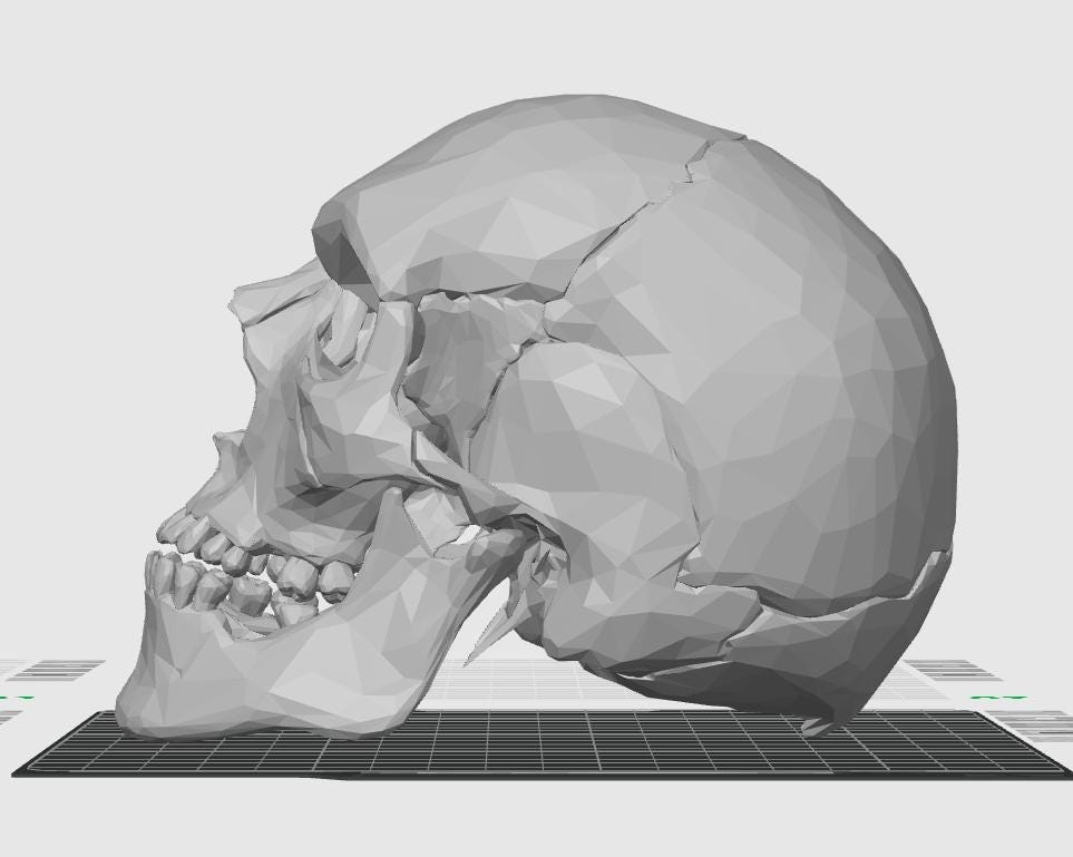 20-Part Disarticulated Human Skull Model | Medical Anatomy Study Set