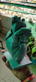 Anatomical Heart Sculpture | Realistic Medical Model Desk Decor
