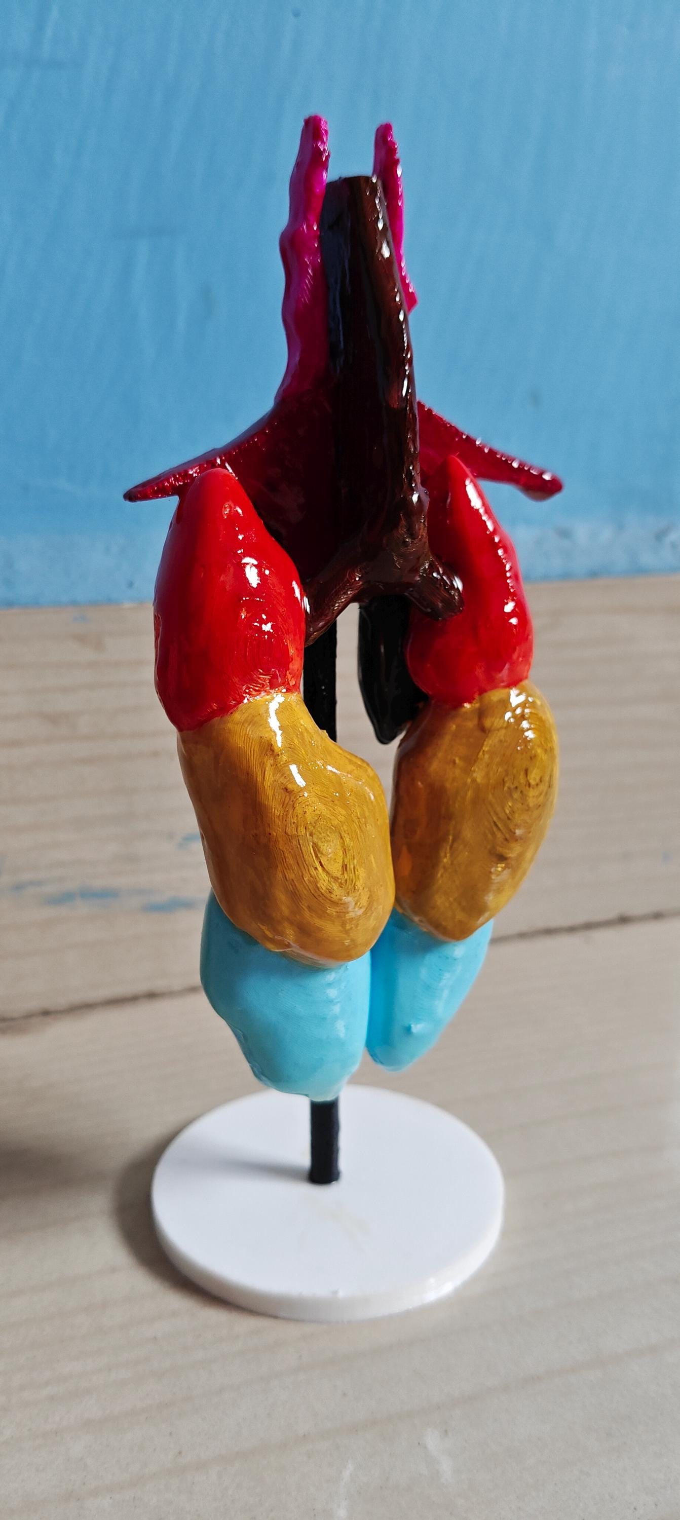 Avian Lung & Air Sac Model | Bird Respiratory System | Veterinary Teaching Tool | Ornithology Science Model