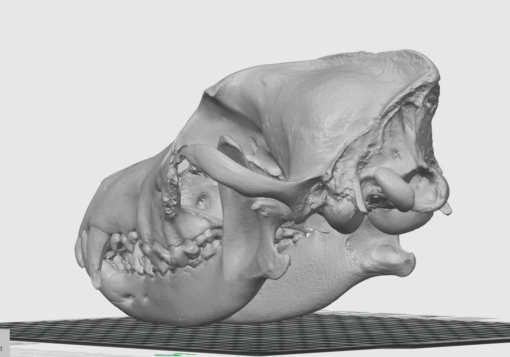 Anatomical Wolf Skull Replica | 170mm Predator Osteology Model, Gothic Nature Display