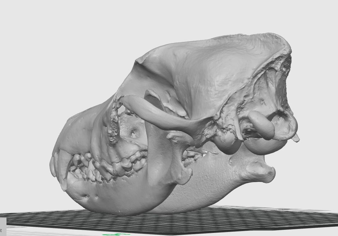 Anatomical Wolf Skull Replica | 170mm Predator Osteology Model, Gothic Nature Display