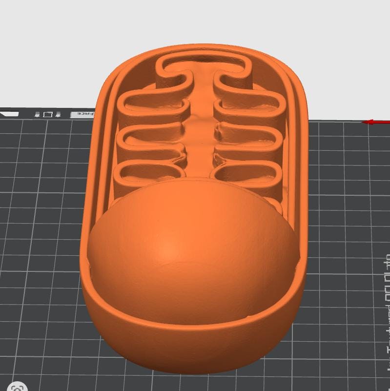 Anatomical Mitochondrion Model | Biology Education Sculpture, Medical Study Art