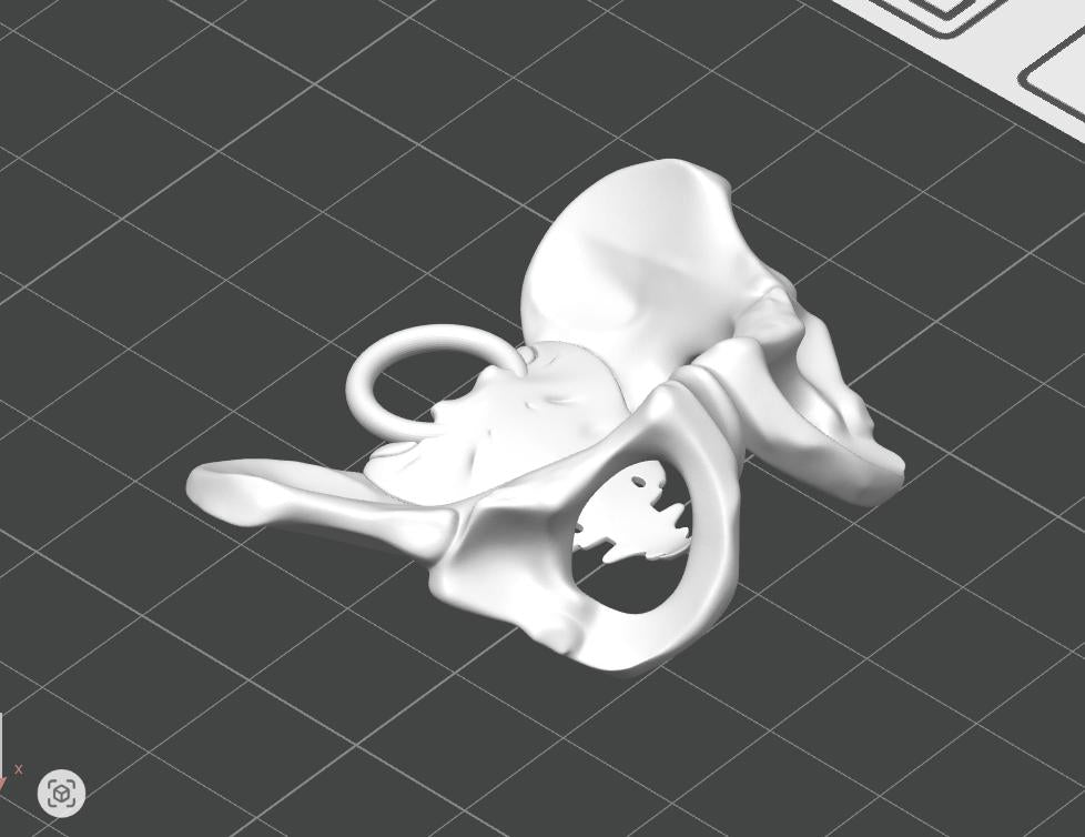 Anatomical Pelvis Keychain | 50mm Skeleton Accessory | OB-GYN & Midwife Gift | Detailed Miniature Osteology Model
