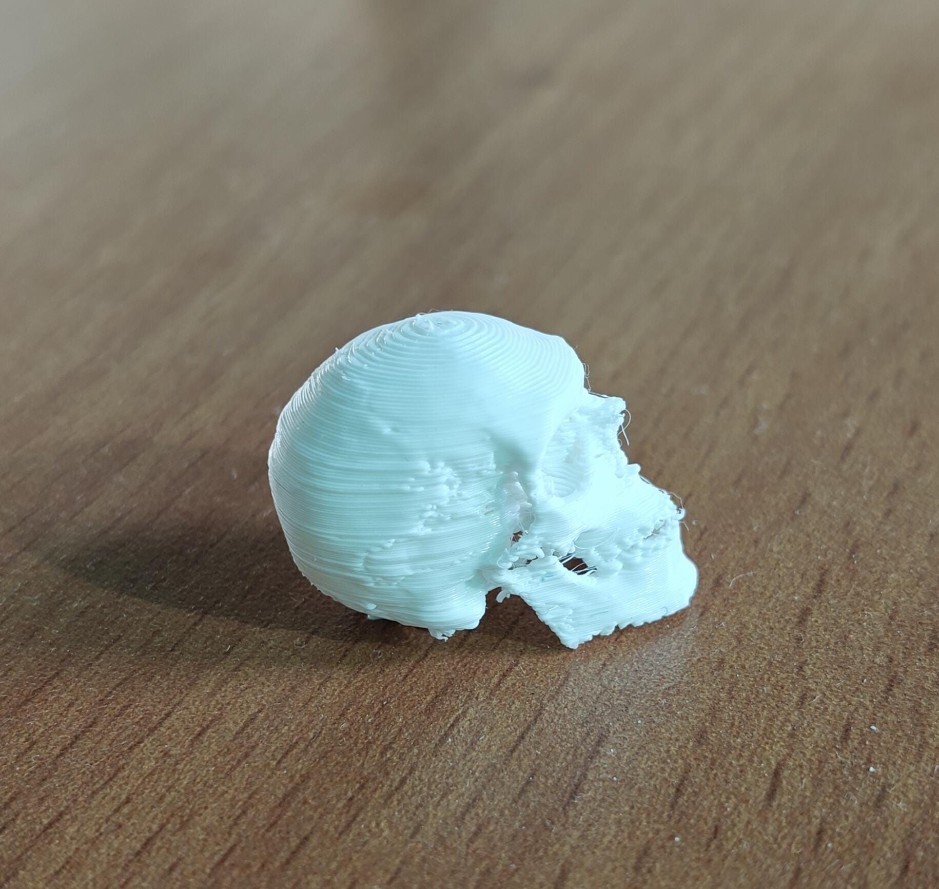 20-Part Disarticulated Human Skull Model | Medical Anatomy Study Set