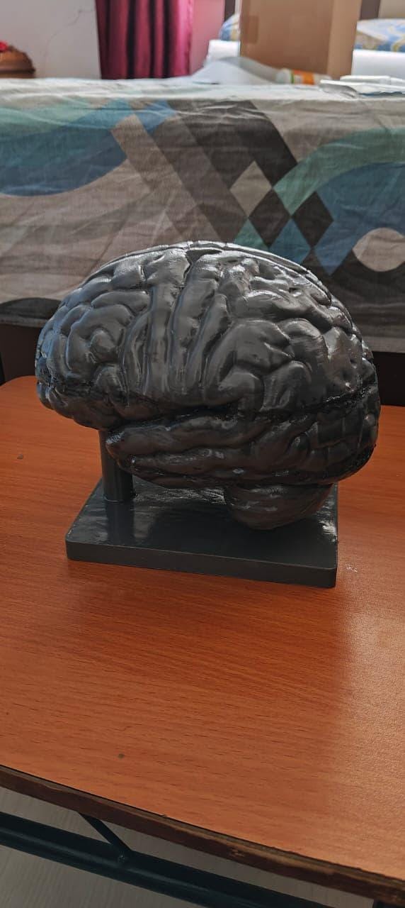 Anatomical Heart and Brain Models | Medical Education Bundle (PLA+)