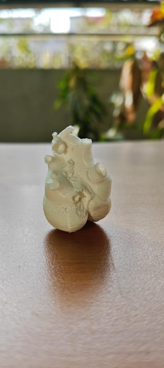 Blue Whale Heart Miniature | Marine Biology Anatomy Model | Cetacean Science Decor | Educational Animal Heart